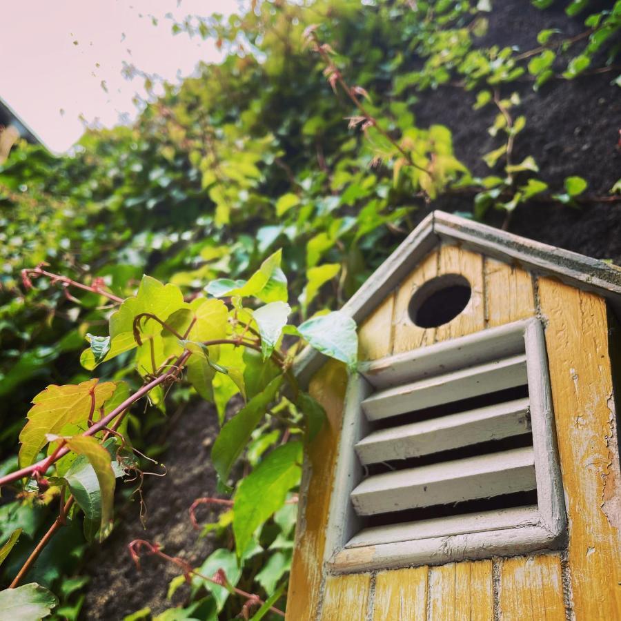 La Maison Aux Murs Anciens Et Ses Chambres Tarbes Buitenkant foto